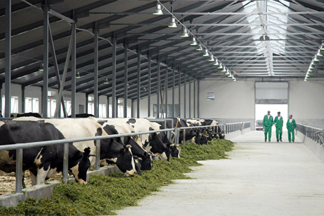 Businessman Mikhail Orlov plans to expand the farm to accommodate 4,800 cows. Source: PhotoXPress