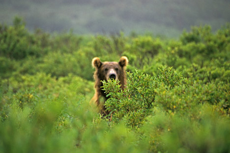 Ursos seguem para as cidades em busca de alimento Foto: Geo Photo