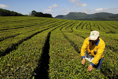 Árvores plantadas por Kochman são as mais antigas do território russo, de modo que o chá feito de suas folhas é o melhor de todo o país Foto:  Mikhail Mordasov / RIA Nóvosti