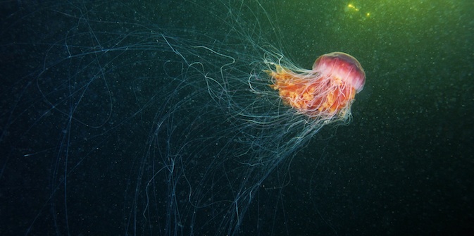 Gelatinous plankton study will be the world’s first crowdfunding-financed expedition