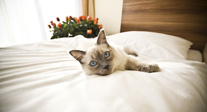 Sir Cat provides modest but comfortable accommodation. Source:  Shutterstock 