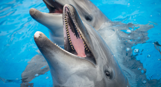 Dolphins in the dolphinarium in Sevastopol. Source: RIA Novosti