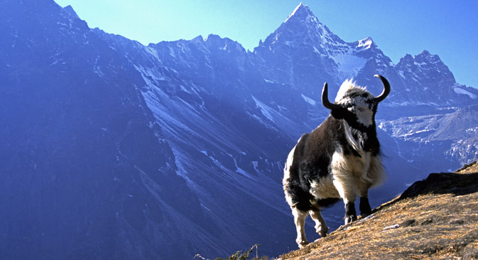 Yaks are capable of transporting heavy loads and are very docile and easy to manage. Source: Alamy / Legion Media