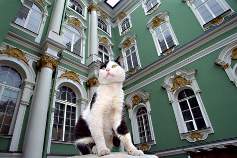 Los gatos han estado presentes en el museo desde la época de la época de Elizaveta Petrovna en el siglo XVII. Fuente: Photo Xpress.