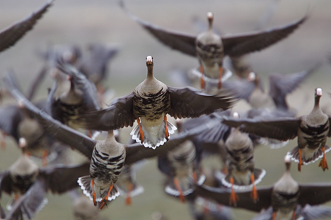 Os gansos são um indicador de condições favoráveis ​​em uma determinada área Foto: Shutterstock