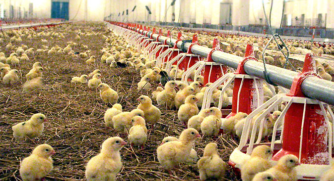 The Russian government introduced an embargo on agricultural products from the EU and the U.S. For American producers, the embargo first and foremost concerns chicken. Source: Photoshot / Vostok Photo
