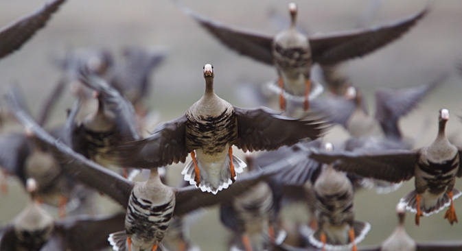 Would you like to study the migration of Arctic geese? Source:  Shutterstock 