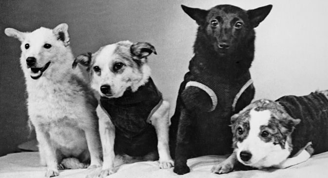 Dogs-cosmonauts, L-R: Strelka, Chernushka, Zvyozdochka and Belka, 1961. Photo TASS / V. Zhikharenko 