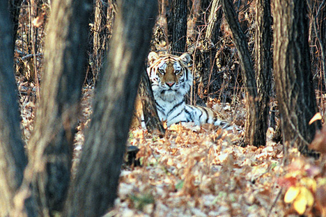 Cientistas do centro de reabilitação preveem a volta de tigre "fujão" no início de 2015 Foto: Vassíli Sólkin/WWF Russia