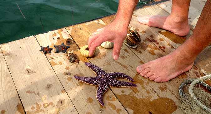 Stars and urchins and scallops. Photo by Errol Chopping
