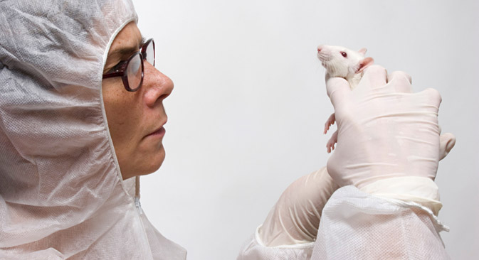 The scientists studied three areas of rats’ brains: the midbrain raphe nuclei, the hippocampus and the frontal cortex. The two test groups of rats exhibited some significant differences in the structure of these areas. Source: Alamy / Legion Media