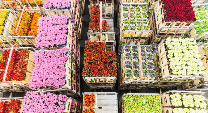 Today, the Netherlands is one of the main world exporter of flowers. Source:  Shutterstock 