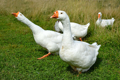 The neighbors were unhappy that the geese were polluting the shore of the lake. Source: Shutterstock