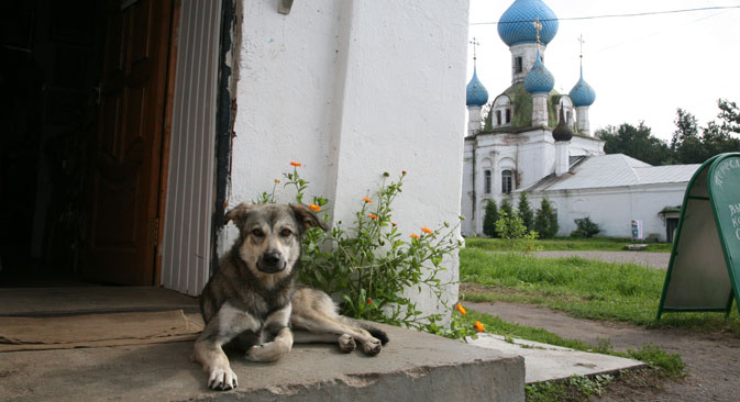 A dog on a street in Pereslavl. Source: Photoxpress