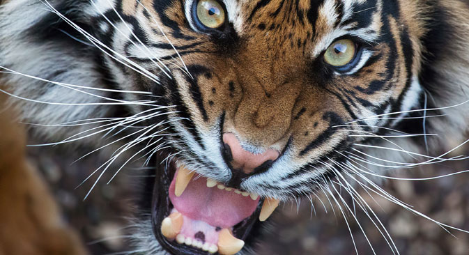 Amur tiger. Source: Alamy / Legion-Media