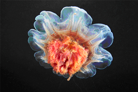 La medusa melena de león ártica (Cyanea capillata) es la medusa más grande que existe. Fuente: Alexander Seménov
