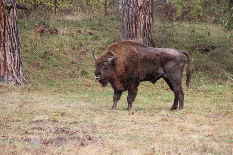 El bisonte europeo es el animal mamífero terrestre más grande de Europa. Fuente: Natàlia Boronat Rovira