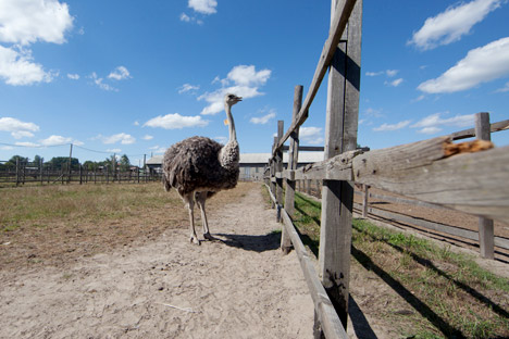 En la ciudad de Múrmansk hay una granja de estas aves africanas. Fuente: PhotoXpress