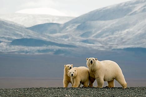 El hábitat de la especie podría verse reducido en un 42% en las próximas décadas debido al deshielo del Ártico. Fuente: Bezrukov & Bashnaeva.