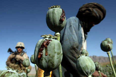 Plantação de papoulas para produção de heroína no Afeganistão Foto: Reuters/Vostock Photo