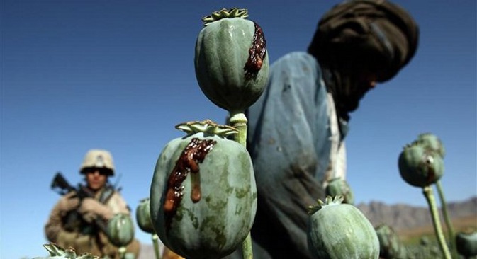 Amapolas en Afganistán. Fuente: Reuters/Vostock Photo.