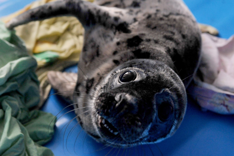 As focas pequenas são crédulas e as pessoas podem se aproximar delas, tirar fotografias e acariciá-las Foto: AFP / East News