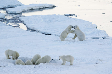Devido à localização da aldeia na beira do mar, a chegada de ursos foi apenas uma questão de tempo Foto: M. Deminov / WWF