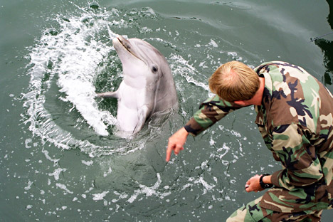 El programa de entrenamiento de animales comenzó en la época soviética y pasó a la armada ucraniana. Fuente: Avatar / wikimedia.org
