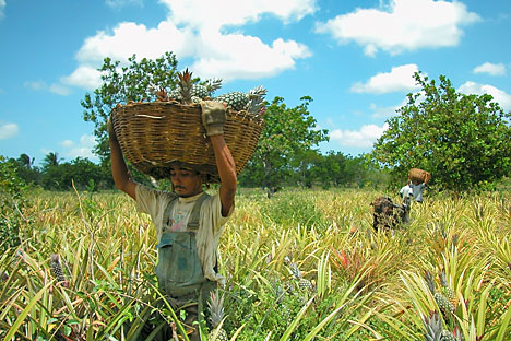 Moscou limitou por um ano as importações de certas mercadorias provenientes dos EUA, da União Europeia, do Canadá, da Austrália e da Noruega Foto: Alamy / Legion Media