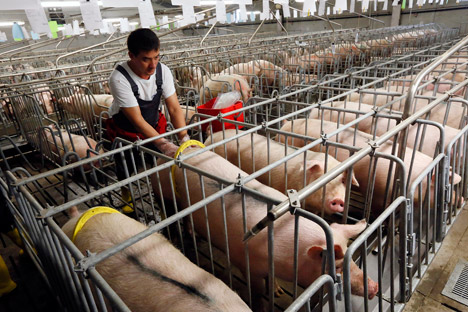 A empresa, que exporta carne suína e de aves, nunca teve problemas com plantas  embargadas pelo serviço fitossanitário russo, mas agora vê suas vendas caírem das 5 mil toneladas, em outubro, para 1,5 mil, em novembro Foto: Reuters