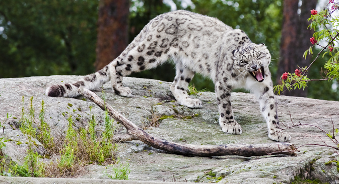 leopardo de las nieves. Fuente: shutterstock