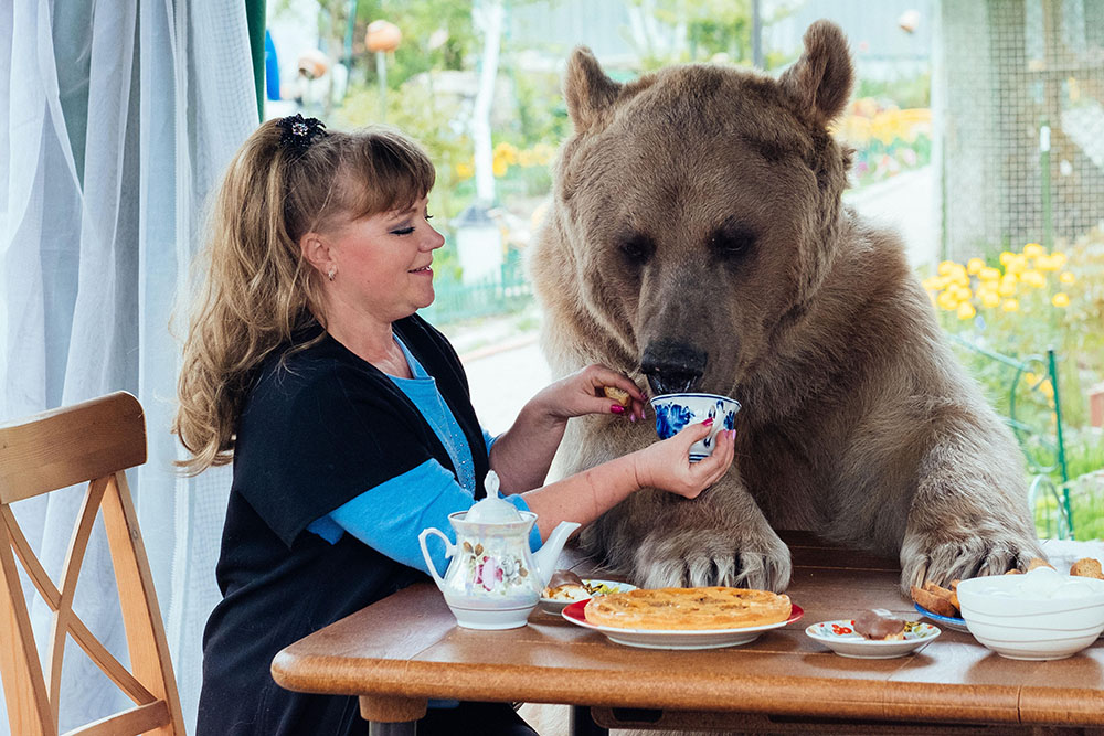 L'orso Stepan a colazione. 
