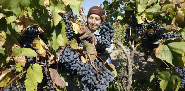 Le nombre de Russes amateurs de bons vins est en augmentation constante. Crédit photo : Itar-Tass