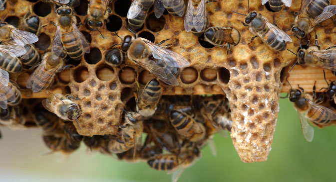 D’après le scientifique, les chercheurs prévoient d’étudier attentivement les différentes espèces d’abeilles, en premier lieu, les abeilles de Russie centrale. Crédit : Alamy/Legion Media