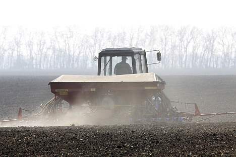 Il est possible que le volume total des importations de blé sur le marché russe durant cette saison agricole atteigne environ 1 million de tonnes de céréales. Crédit : Itar-Tass