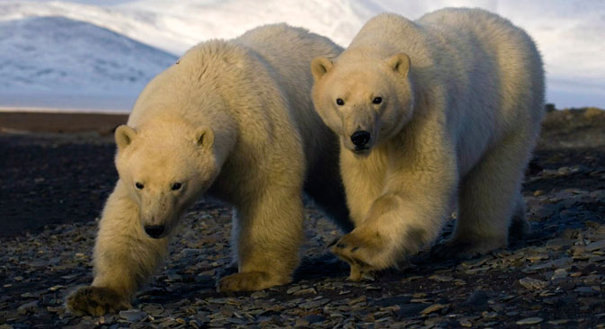 A l’automne, la Russie peut recevoir le sommet international ou le forum sur la conservation des ours polaires. Crédit : Bezrukov & Bashnaeva