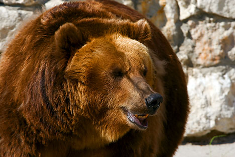 Ceux qui ont croisé le regard de ces ours insistent sur le fait que l’imposant animal n’attaquera que s’il se sent menacé. Crédit: Lori/Legion Media
