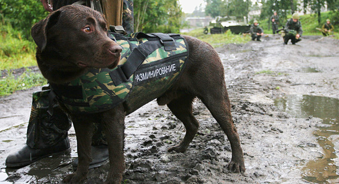 Hormis la formation, à Nikolo-Ourioupino un gilet-pare-balles a également été créé spécialement pour les chiens. Crédit : Itar-Tass