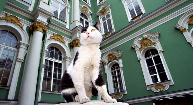 Les chats habitent dans le palais d’Hiver depuis l’époque de l’impératrice Élisabeth 1ère de Russie. Crédit : PhotoXPress