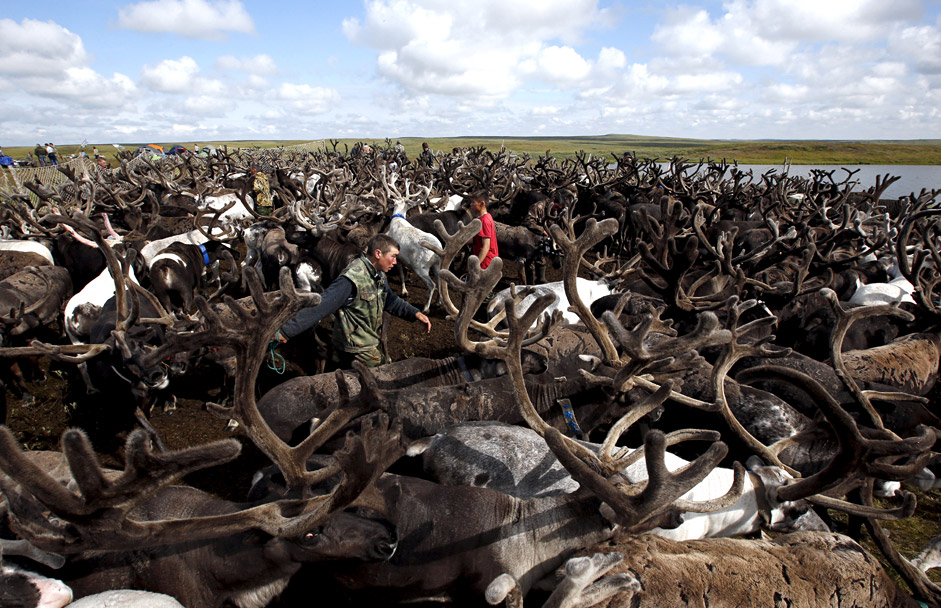 Des éleveurs de rennes dans le district autonome de Nénétsie