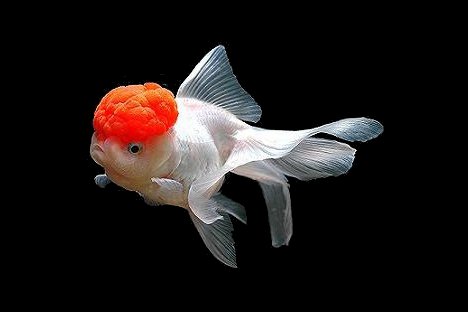 Oranda, jedna od ukrasnih vrsta akvarijske „zlatne ribice“ s „crvenom kapicom“ na glavi. Fotografija: Andreea Filip.