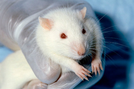 „Тезите на статијата се темелат на експерименти направени врз лабораториски глувци, кои небаре умреле од рак, бидејќи како храна за нив била употребувана генетски модифицирана пченка.“ Фотографија од слободни извори.