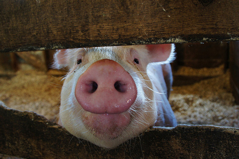Sve životinje iz SAD-a, čije se meso izvozilo u Rusiju, uzgajane su pomoću ractopamina. Na fotografiji: svinja iz američke države Iowe. Izvor: babasteve/Flickr