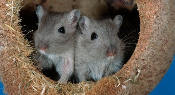 Meriones unguiculatus. Izvor: Alamy/ Legion Media
