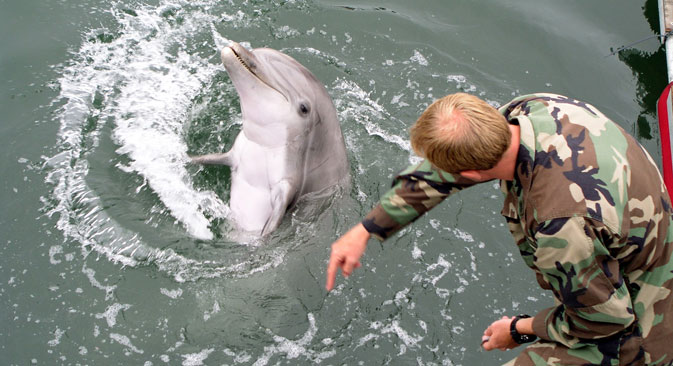 Danas u svijetu postoje samo dva centra za obuku borbenih delfina — to je baza u San Diegu (SAD) i Sevastopolj (Rusija). Fotografija iz slobodnih izvora