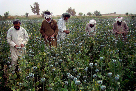 Pada 2014 terdapat 250 ribu hektar tanah yang ditanami bibit opium di Afganistan. Foto: Reuters/Vostock Photo
