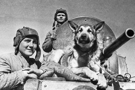 Semasa perang, anjing Soviet telah meledakkan lebih dari 300 tank Nazi Jerman, yang setara dengan dua divisi bersenjata. Foto: TASS