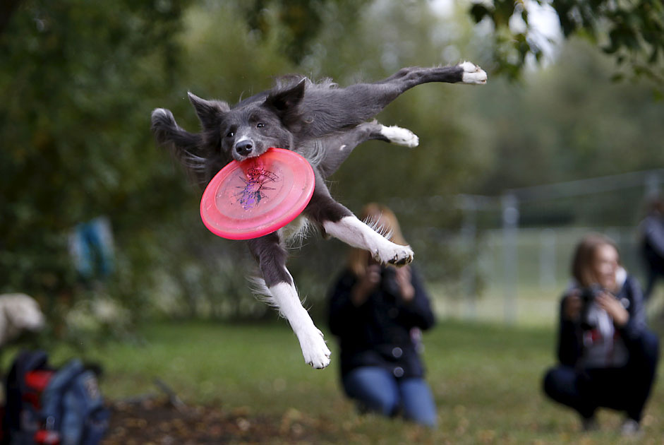 Ein Hund fängt eine Frisbee bei einem Frisbee-Wettbewerb in Moskau aus der Luft.