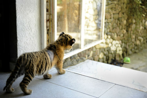 The Global Tiger Initiative estimates the global tiger population to be around 3000. Source: AP Photo/Igor Yakunin