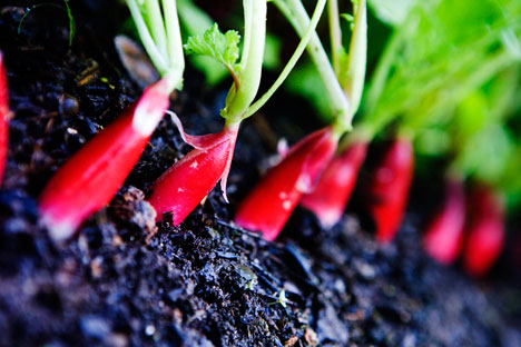 The organic food market in Russia is in its developing stages. Source: ITAR-TASS